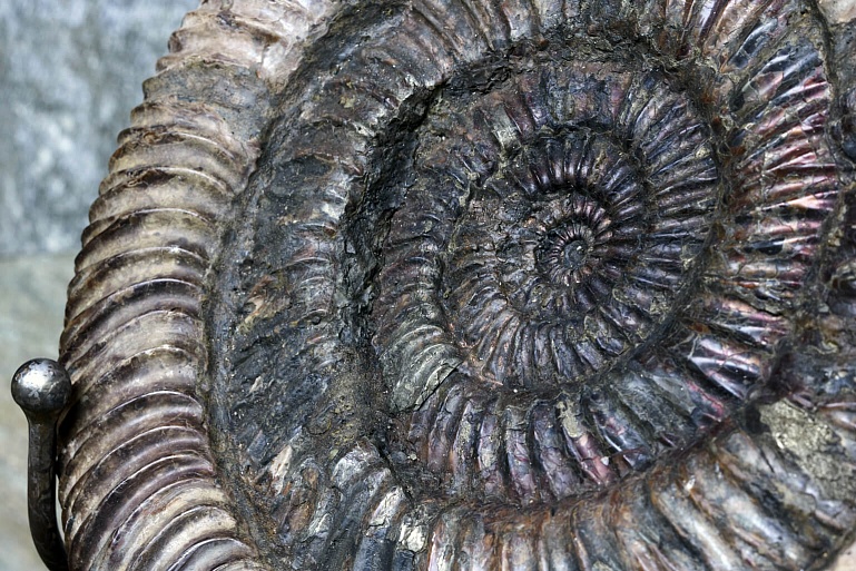 Гармония пропорций