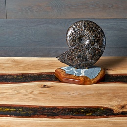 Ammonite on the standGemma