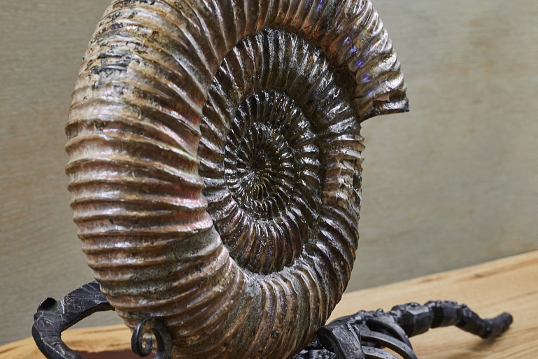 Цельный аммонит