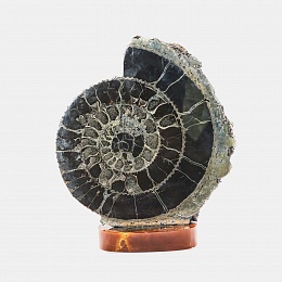 Ammonite on the standAmornious