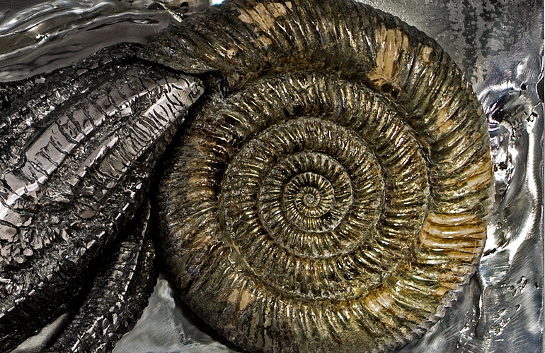 Настоящий аммонит