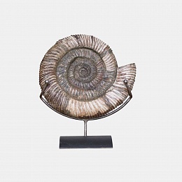 Wholesome ammoniteAmmonite