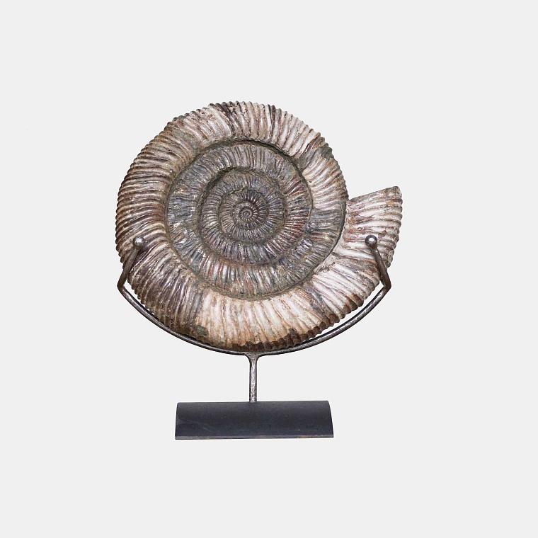 Ammonite - Wholesome ammonite