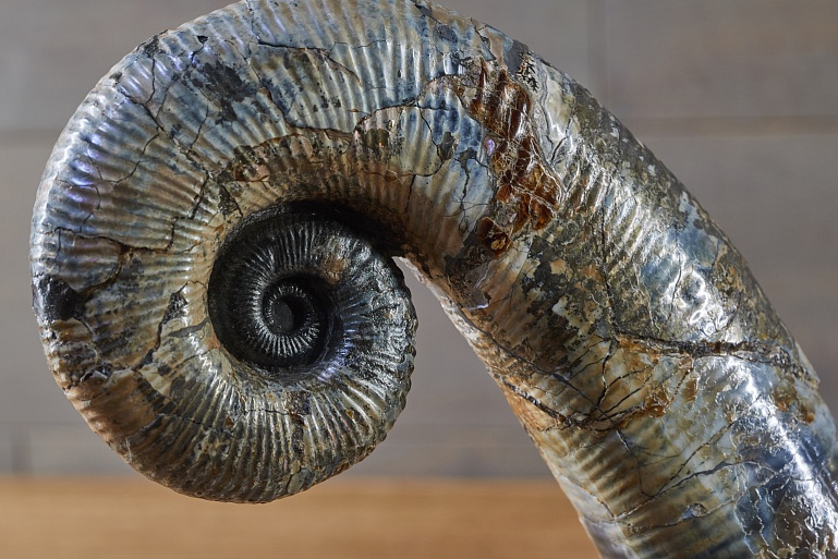 Special ammonite