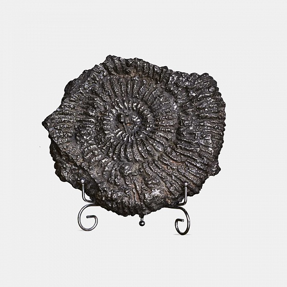 Ammonite - Wholesome ammonite