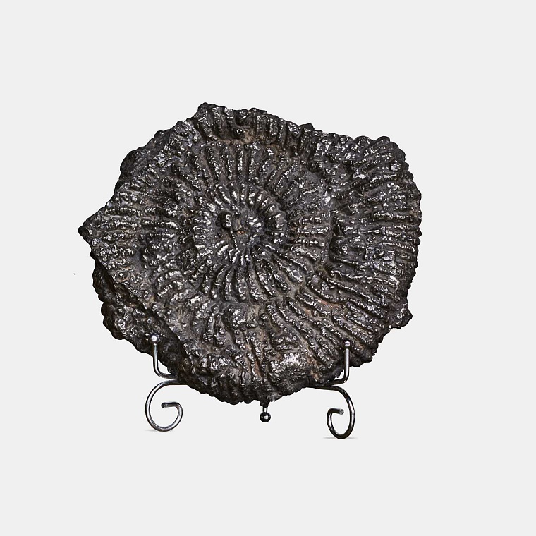 Ammonite