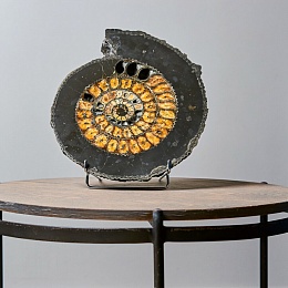 Meridith - Ammonite slice