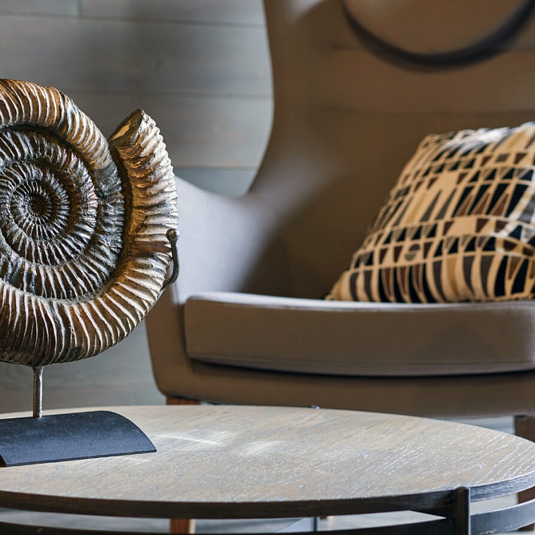 Ammonite - Wholesome ammonite